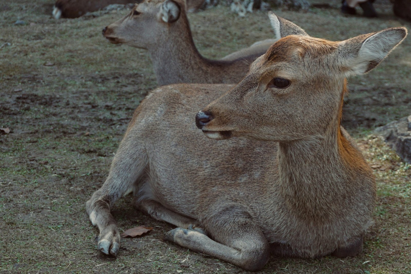 a couple of deer laying on top of a grass covered field